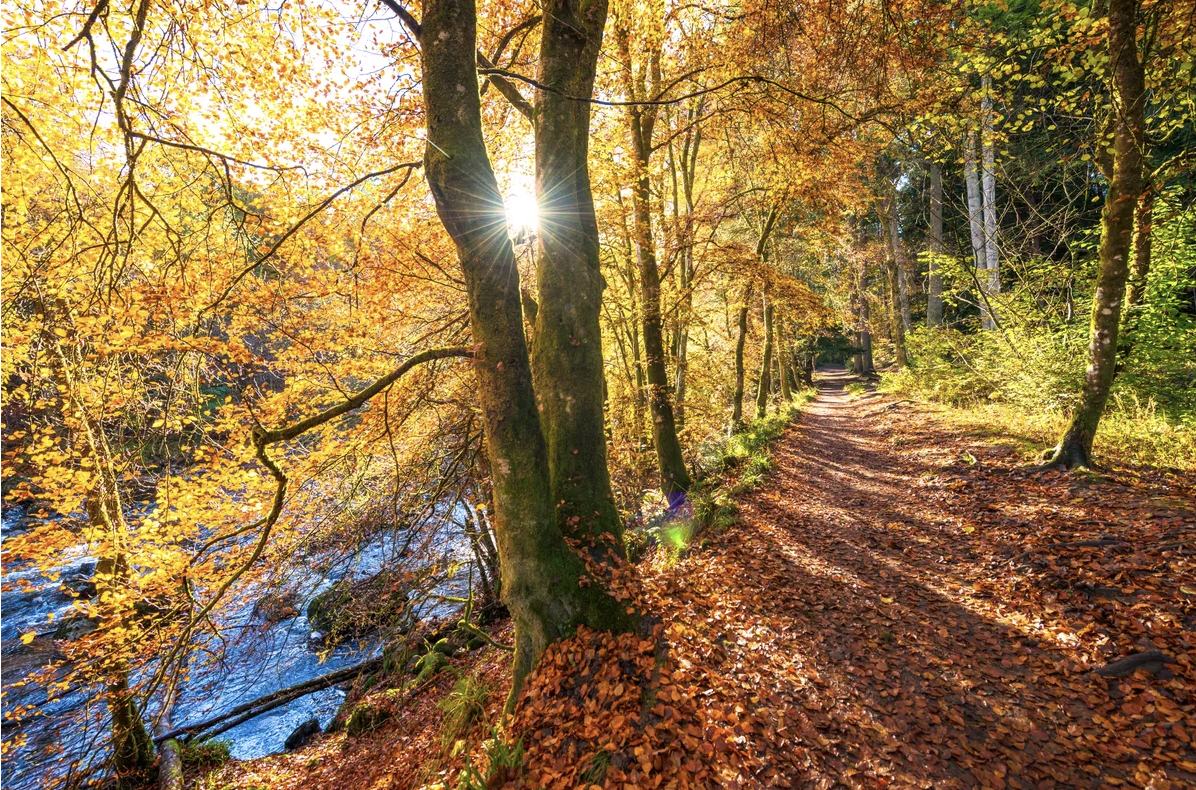 An autumn woodland path covered in fallen leaves